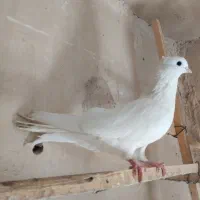 کفتر نر سفید کاکلی