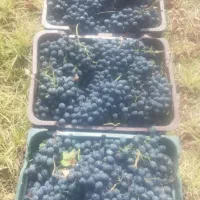 آنگور سردشت درجه یک