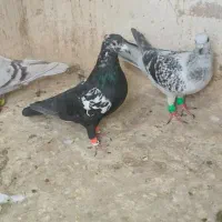 کبوتر فروشی