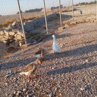 3عدد غاز برای فروش