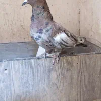 ۲ کفتر ماده|پرنده|شیراز, نصرآباد|دیوار