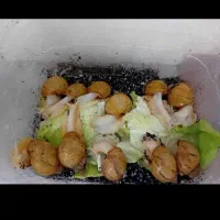 حلزون|خزنده|اراک, |دیوار