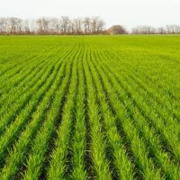 فروش بذر گندم