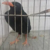 مرغ‌مینا‌رام