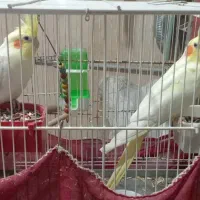 عروس هلندی آلبینو..جفت|پرنده|شیراز, پارک آزادی|دیوار