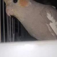 انواع عروس هلندی نر وماده با نژاد های متنوع