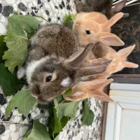 بچه خرگوش