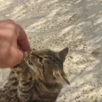 گربه دستی|گربه|ایلام, |دیوار