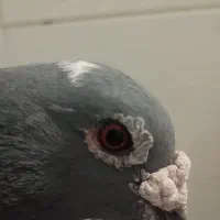 پلاکی نژاد دار