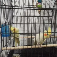 عروس هلندی|پرنده|صالح آباد, |دیوار