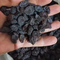 عرضه مستقیم مویز و کشمش آفتابی شیراز