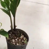 گل مخصوص خانه|گل و گیاه طبیعی|اصفهان, گرکان|دیوار