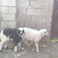 دوتا بره ماده
