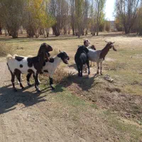 بز نژدی|حیوانات مزرعه|بیرانوند, |دیوار