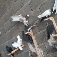 عمده کبوتر ۲۵۰