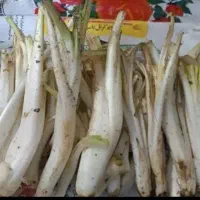 مسافر برای گیاه