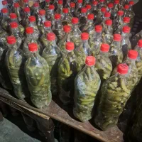خیارشور درجه 1