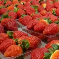 نشاتوت فرنگی