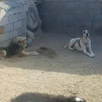 سگ ژرمن 6ماهه