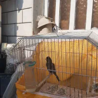 انواع قناری|پرنده|بندر ماهشهر, |دیوار