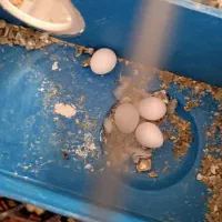 سه عدد مرغ عشق|پرنده|نقده, |دیوار