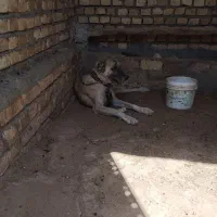 سگ گله ماده