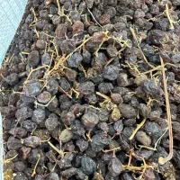 کشمش پاک نشده آفتابی