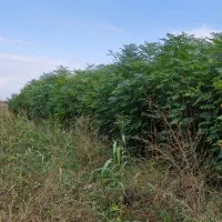 فروش عمده نهال به صورت سطل نایلکس و گل بر|خدمات باغبانی و درختکاری|دلند, |دیوار