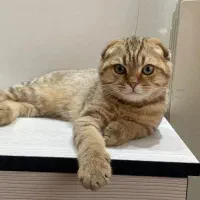 گربه اسکاتیش دبل فولد