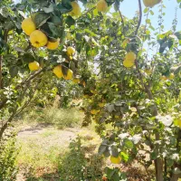 میوه به اصفهان هیوا|خوردنی و آشامیدنی|شیراز, باغ تخت|دیوار