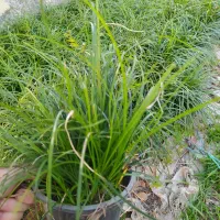 درخت میوه آلبالو کاج لاوسون  شمشاد طلایی  چمن|خدمات باغبانی و درختکاری|آستانه اشرفیه, |دیوار