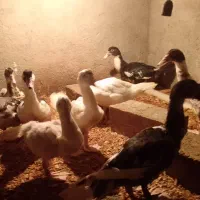 اوردک خارجی|حیوانات مزرعه|بندر گز, |دیوار