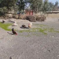 بوقلمون|حیوانات مزرعه|جوانرود, |دیوار