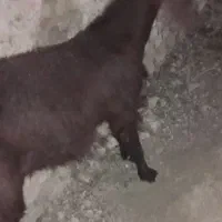 کهره چاق وچله|حیوانات مزرعه|زابل, |دیوار