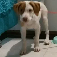 امریکن بولی ایکس لارج