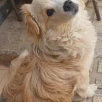 سگ نر بامزه