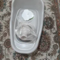 وان حموم نوزاد