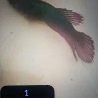 ماهی فایتر ماده