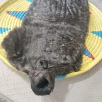 خیگ بزرگ|صنایع دستی و سایر لوازم تزئینی|ایذه, |دیوار