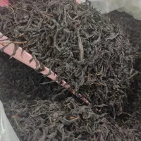 چای بهاره قلم ۲ لاهیجان