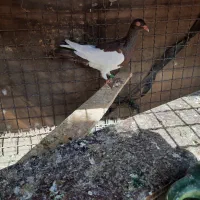 دم سفید|پرنده|آبیک, |دیوار