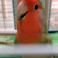 طوطی برزیلی