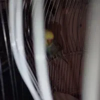 عروس هلندی ،مرغ عشق جفت|پرنده|ساوه, |دیوار