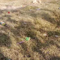 سگ ۱۰ ماهه|سگ|پارس‌آباد, |دیوار