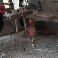 مرغ تخمگذار قرمز سالمه با  مرغ شاخه دار  ماده