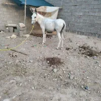 فروش الاغ نر