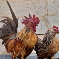 خروس چاپنیز همراه با مرغ یوسل