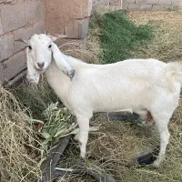 فروش چند راس بز دورگه|حیوانات مزرعه|کرمان, |دیوار