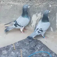 جفت سبز