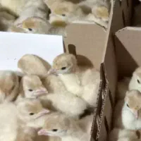 جوجه یک روزه بیوتی